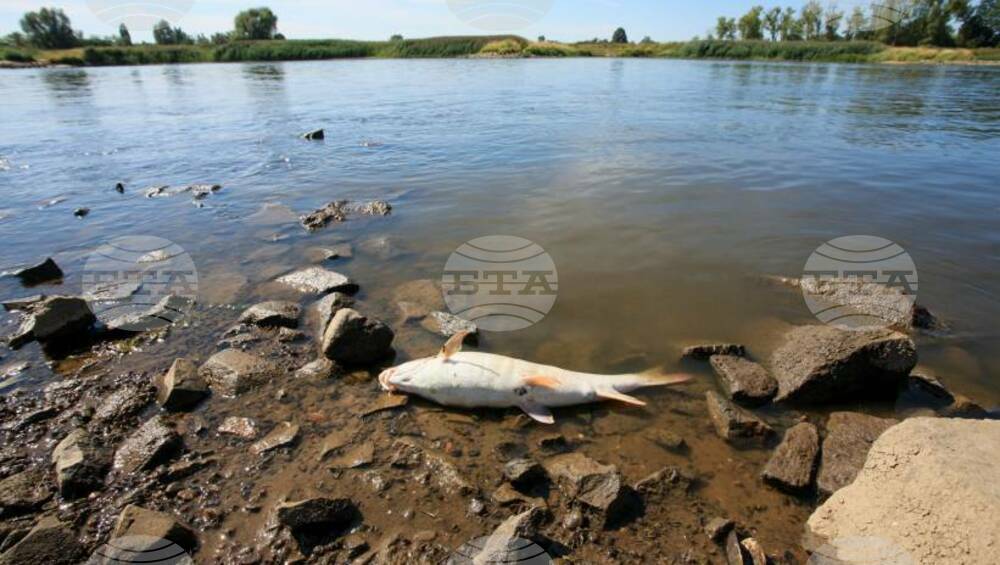 Във Велинградско е образувано досъдебно производство след сигнал за мъртва риба в р. Чепинска