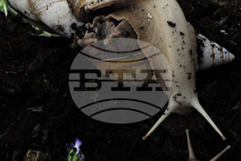 Бургас - изложба на гигантски охлюви