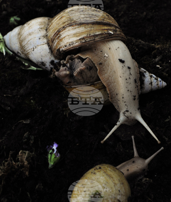 Бургас - изложба на гигантски охлюви