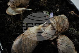 Бургас - изложба на гигантски охлюви
