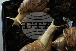 Бургас - изложба на гигантски охлюви