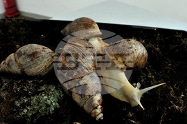 Бургас - изложба на гигантски охлюви