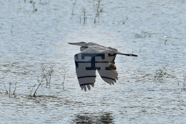 Село Ножарово - блатни птици