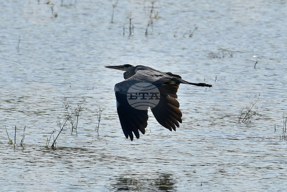 Село Ножарово - блатни птици