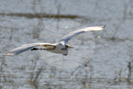 Село Ножарово - блатни птици