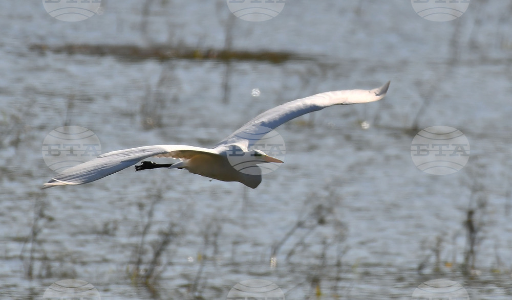 Село Ножарово - блатни птици