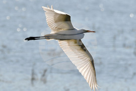 Село Ножарово - блатни птици