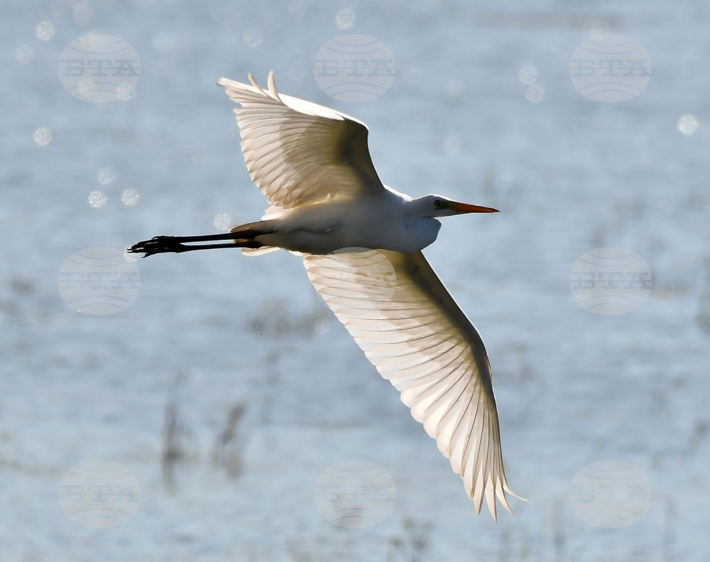 Село Ножарово - блатни птици