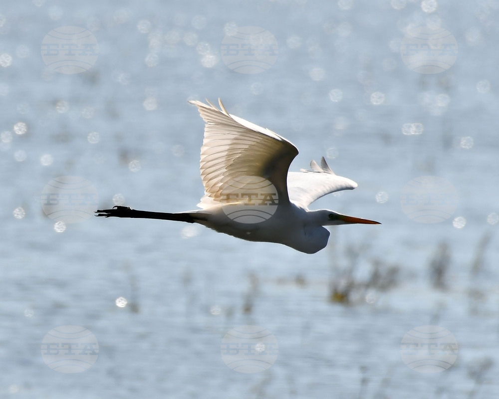Село Ножарово - блатни птици