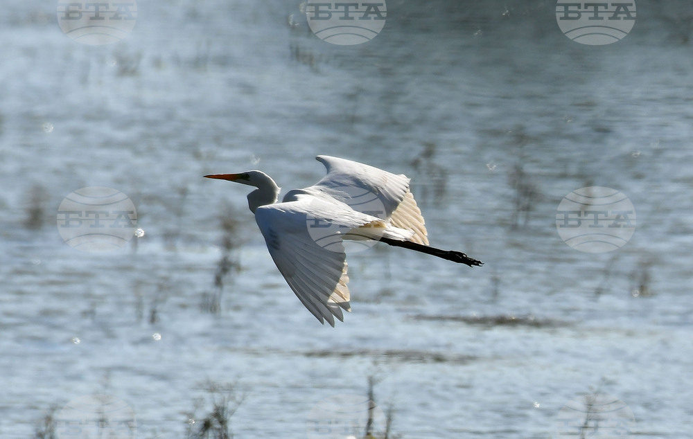 Село Ножарово - блатни птици