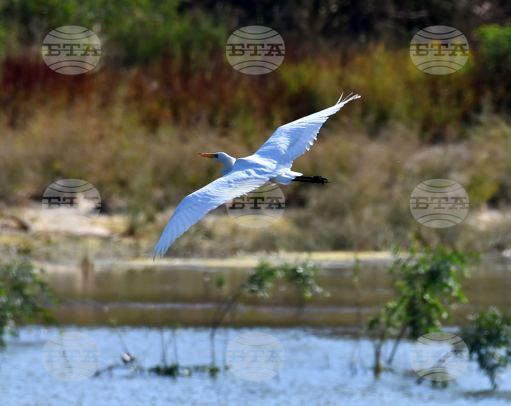 Село Ножарово - блатни птици