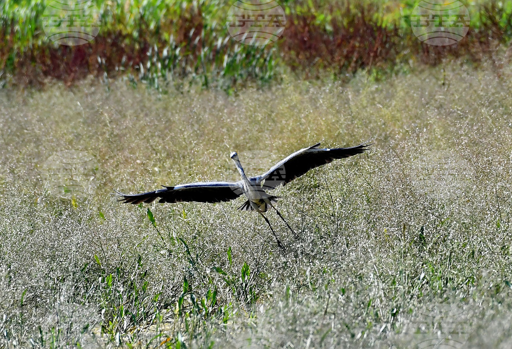 Село Ножарово - блатни птици