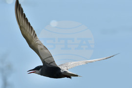 Село Ножарово - блатни птици