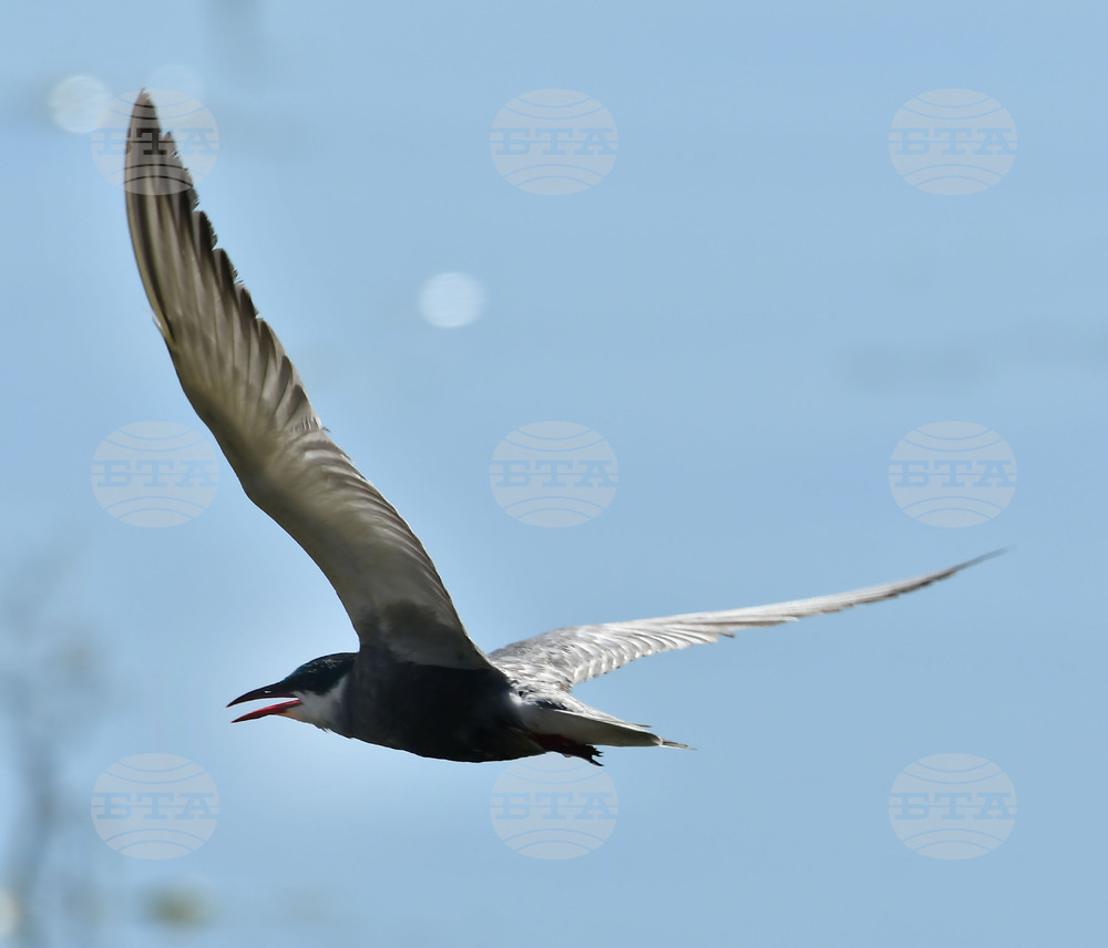 Село Ножарово - блатни птици