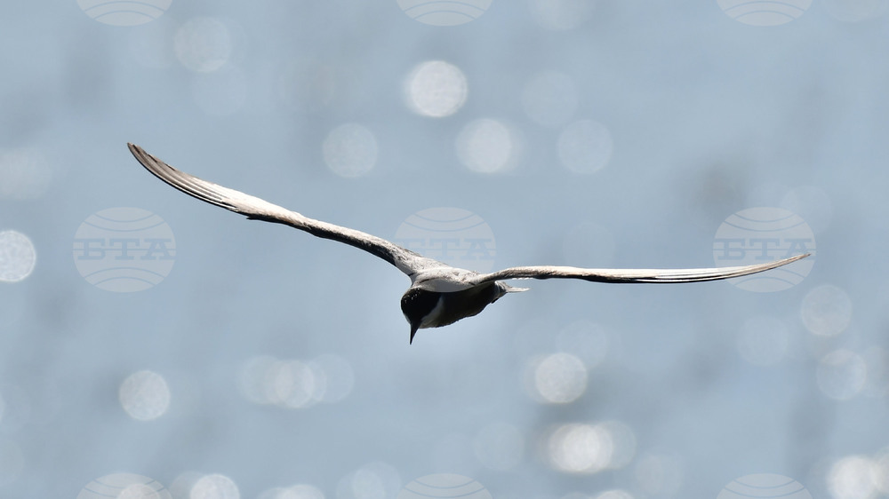 Село Ножарово - блатни птици