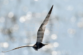 Село Ножарово - блатни птици