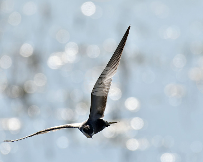 Село Ножарово - блатни птици