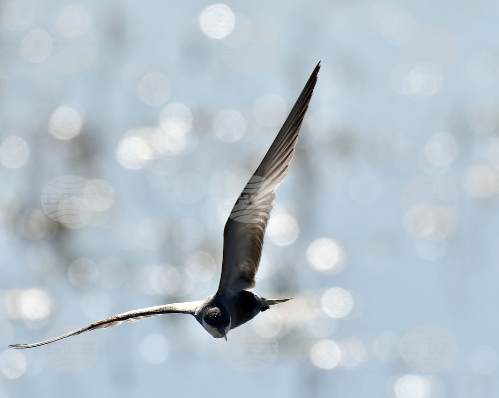 Село Ножарово - блатни птици