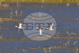 Село Ножарово - блатни птици