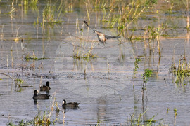 Село Ножарово - блатни птици