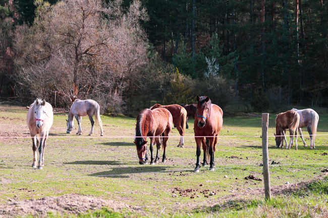 Със света литургия в храм ,,Свети Димитър" ще започне празникът Тодоровден в село Бачево