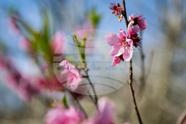 Бургас - пролет - цъфтеж