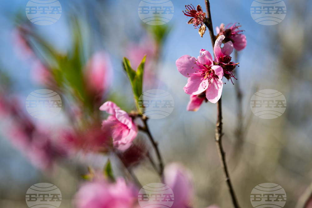 Бургас - пролет - цъфтеж