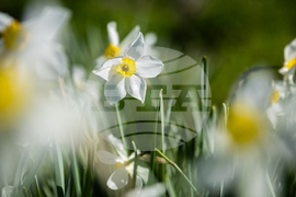 Бургас - пролет - цъфтеж