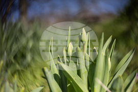 Бургас - пролет - цъфтеж