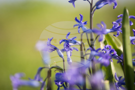 Бургас - пролет - цъфтеж