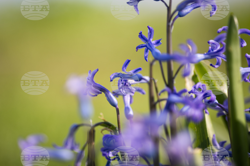 Бургас - пролет - цъфтеж