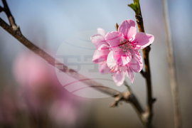 Бургас - пролет - цъфтеж