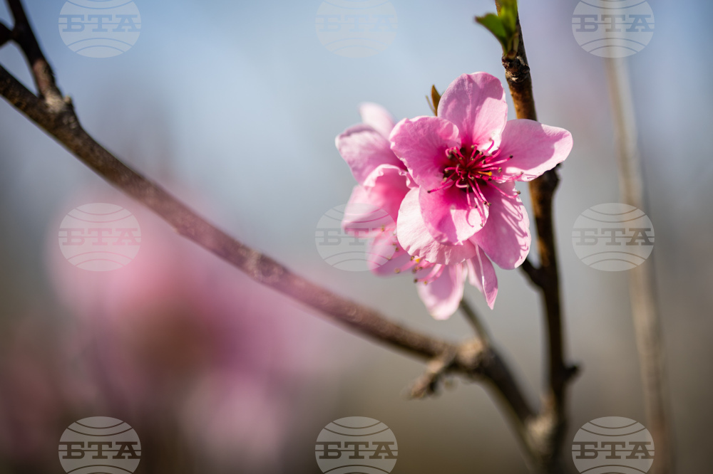 Бургас - пролет - цъфтеж