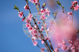 Бургас - пролет - цъфтеж