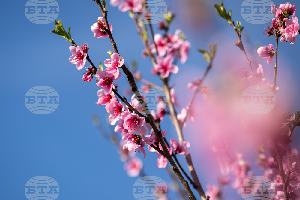 Бургас - пролет - цъфтеж