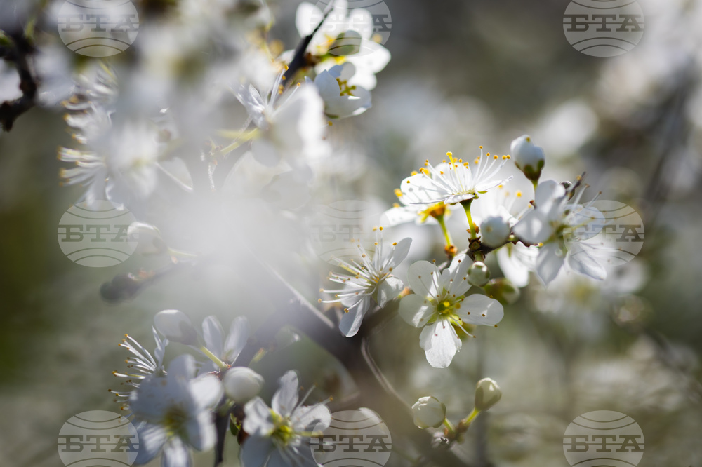 Бургас - пролет - цъфтеж