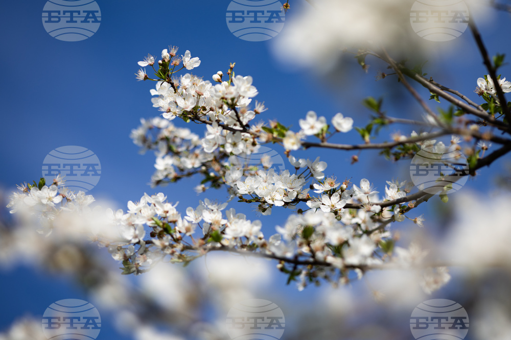 Бургас - пролет - цъфтеж