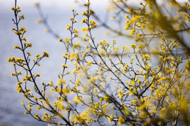 Бургас - пролет - цъфтеж