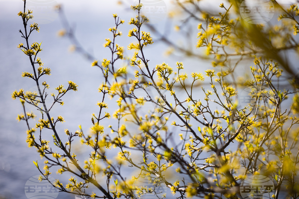 Бургас - пролет - цъфтеж