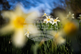 Бургас - пролет - цъфтеж