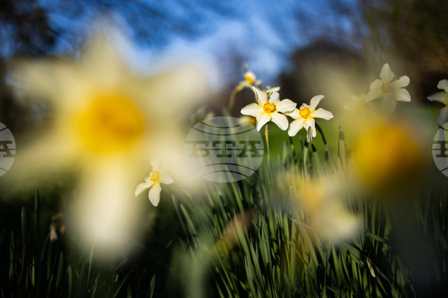 Бургас - пролет - цъфтеж