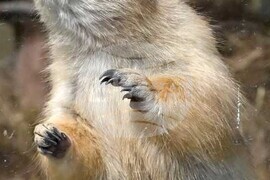 Шумен - зоопарк - прерийни кучета