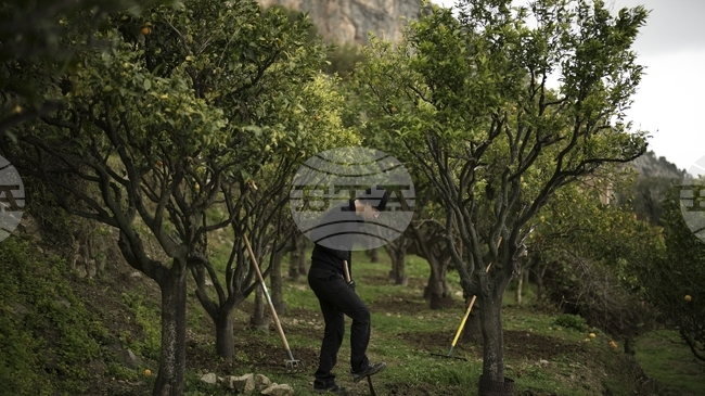 Производителите на цитрусови плодове в Турция се готвят за сериозен спад в продукцията заради неблагоприятните климатични условия