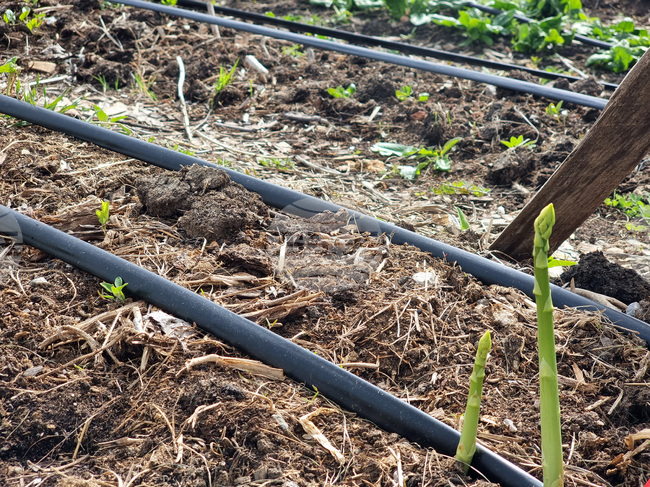 Българската аграрна камара предупреждава, че поливният сезон е застрашен и настоява за спешни действия