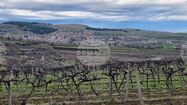Тази година ДФЗ дава 1,2 млн. лева на земеделските стопани за производство на семена и посадъчен материал