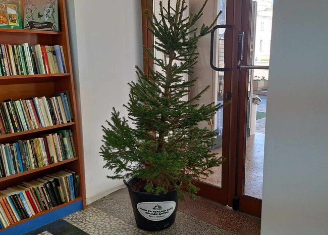 Община Ловеч: Служители на Общината и Библиотеката засаждат съхранените от Коледа дръвчета