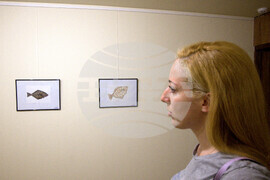 Пловдив - "Илюстрации на риби от Норвежко море" - изложба