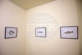 Пловдив - "Илюстрации на риби от Норвежко море" - изложба
