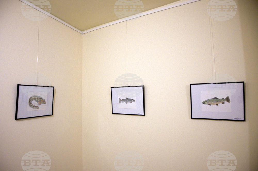 Пловдив - "Илюстрации на риби от Норвежко море" - изложба