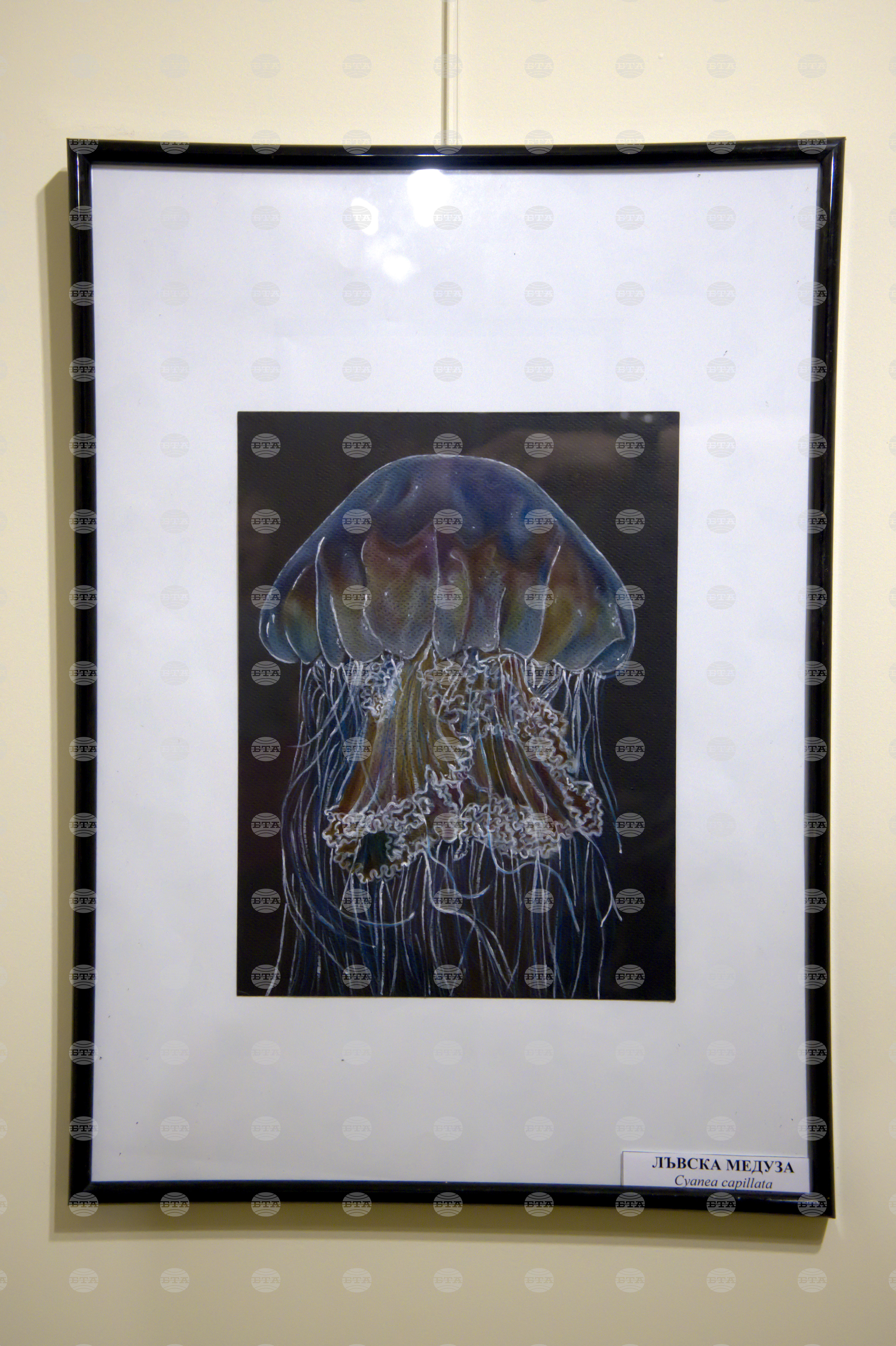 Пловдив - "Илюстрации на риби от Норвежко море" - изложба